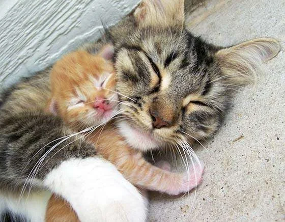 kitten1419.webp
