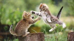 Kitties.webp