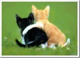 Kitties.webp