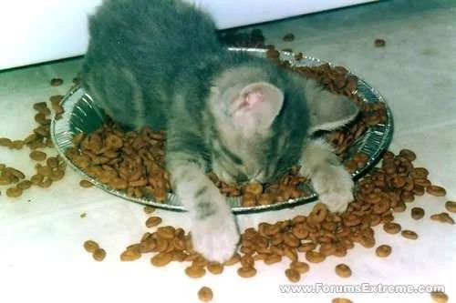kitty asleep in food bowl.webp