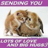 Kitty Bunny hug.webp