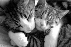kitty cat hugs.webp