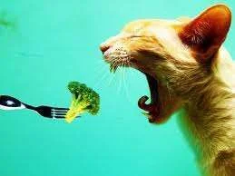 kitty cat.webp