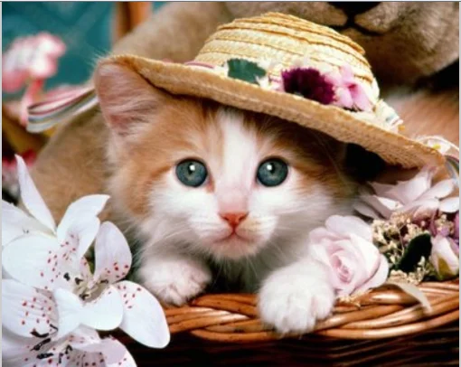 kitty in a basket with hat.webp