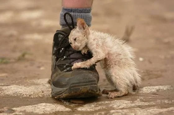 kitty in the rain.webp