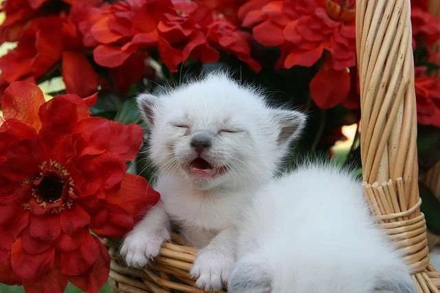 kitty smile.webp