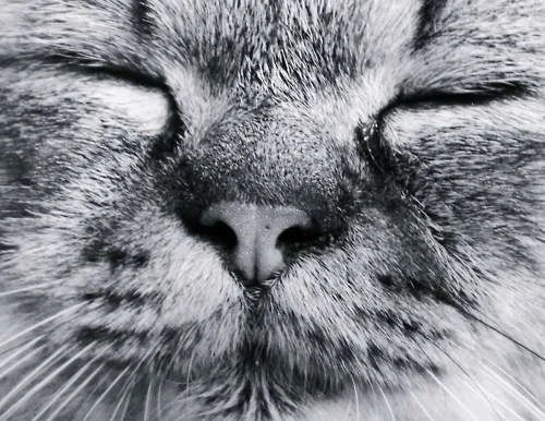 kitty.webp