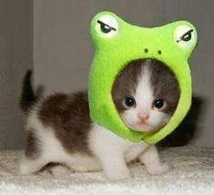 kittyfrog.webp