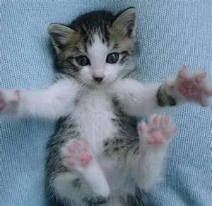 kittyhug.webp