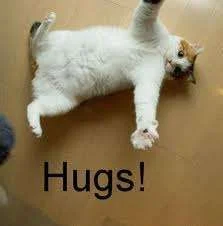kittyhugs.webp