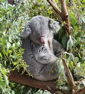 koala-bear.webp