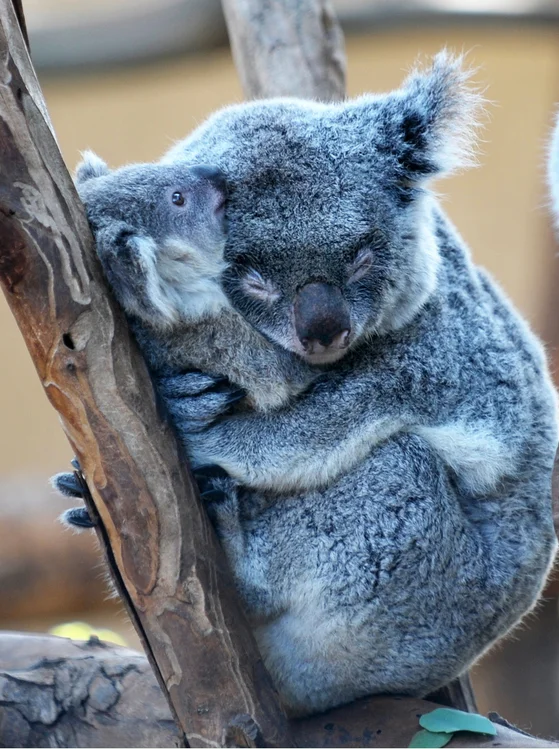 koala-hug.webp