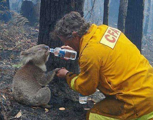 koala.webp