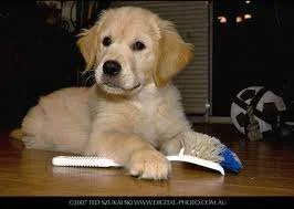 Labrador puppy.webp