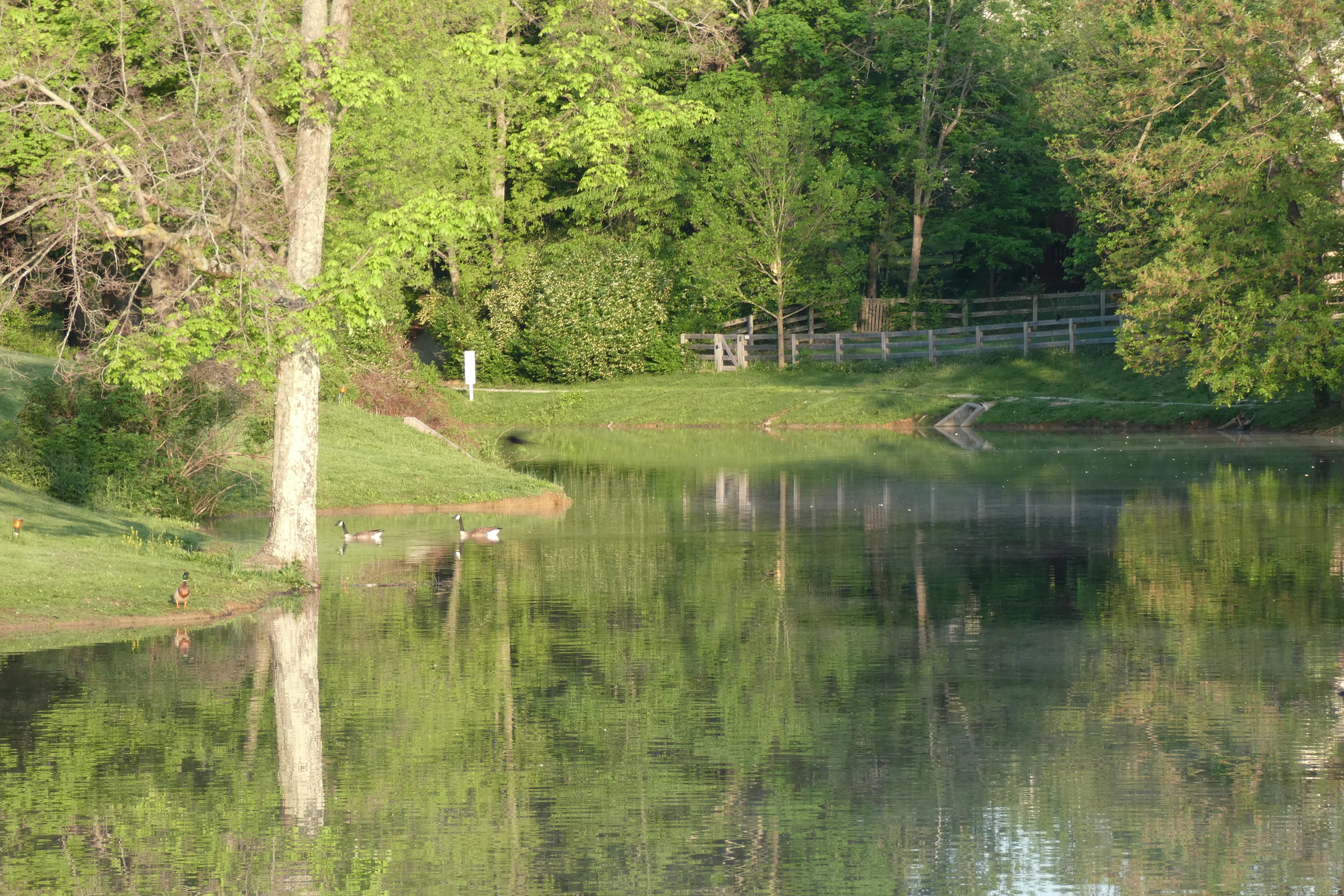 lake.webp