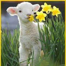 lamb.webp