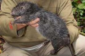 large rat.webp