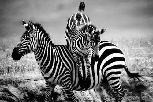 laurent-baheux9.webp