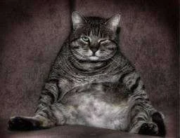 lazy cat.webp