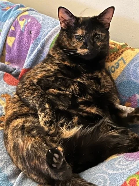 Lazy Lottie.webp