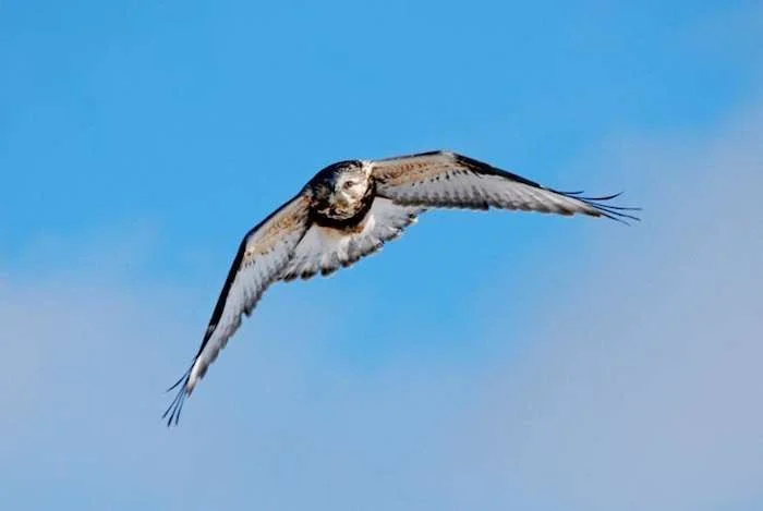 LDensmore_MT-Lima_Rough-Legged-Hawk-13-lo-res.webp