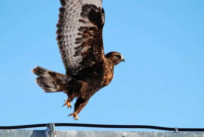 LDensmore_MT-Lima_Rough-Legged-Hawk-17-lo-res.webp