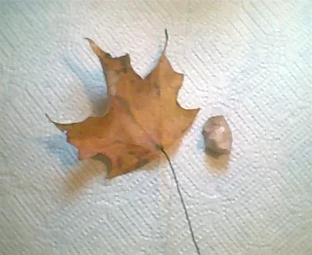 leaf and rock 2.webp