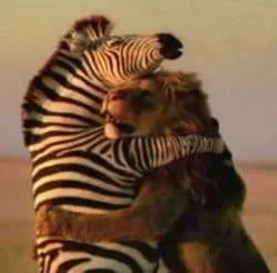 lens4707422_1242530518lion-zebra-hug.webp