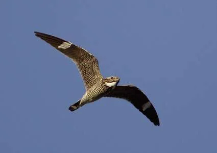 lesser-nighthawk.webp