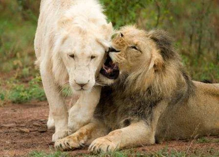 LGSR - Facilities - Wildlife Centre - White Lion Project 1.webp