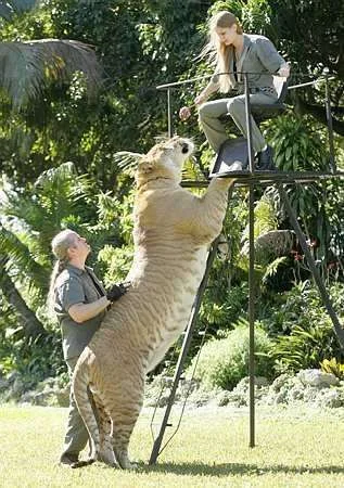 liger 2.webp
