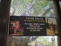 Liger facts.webp