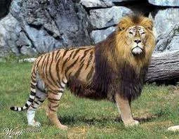 Liger.webp