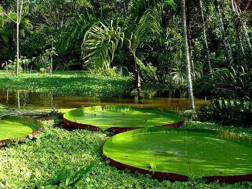 lilly pads.webp