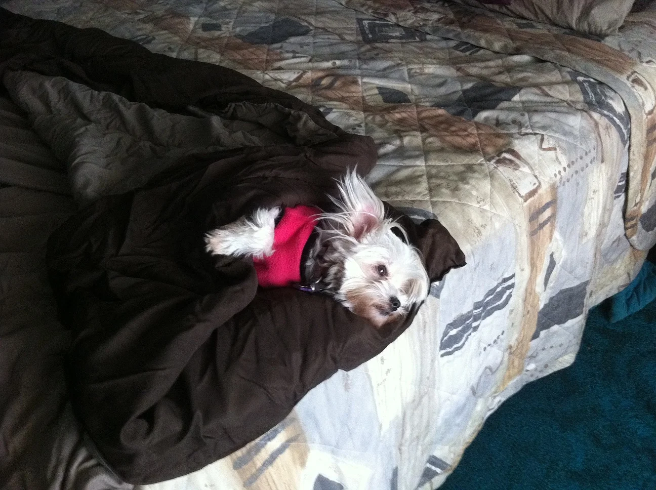 Lillyasleep.webp