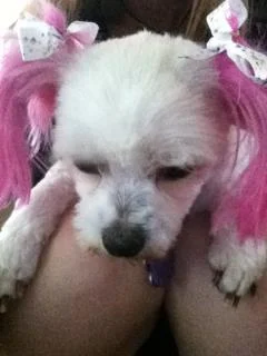Lily.webp
