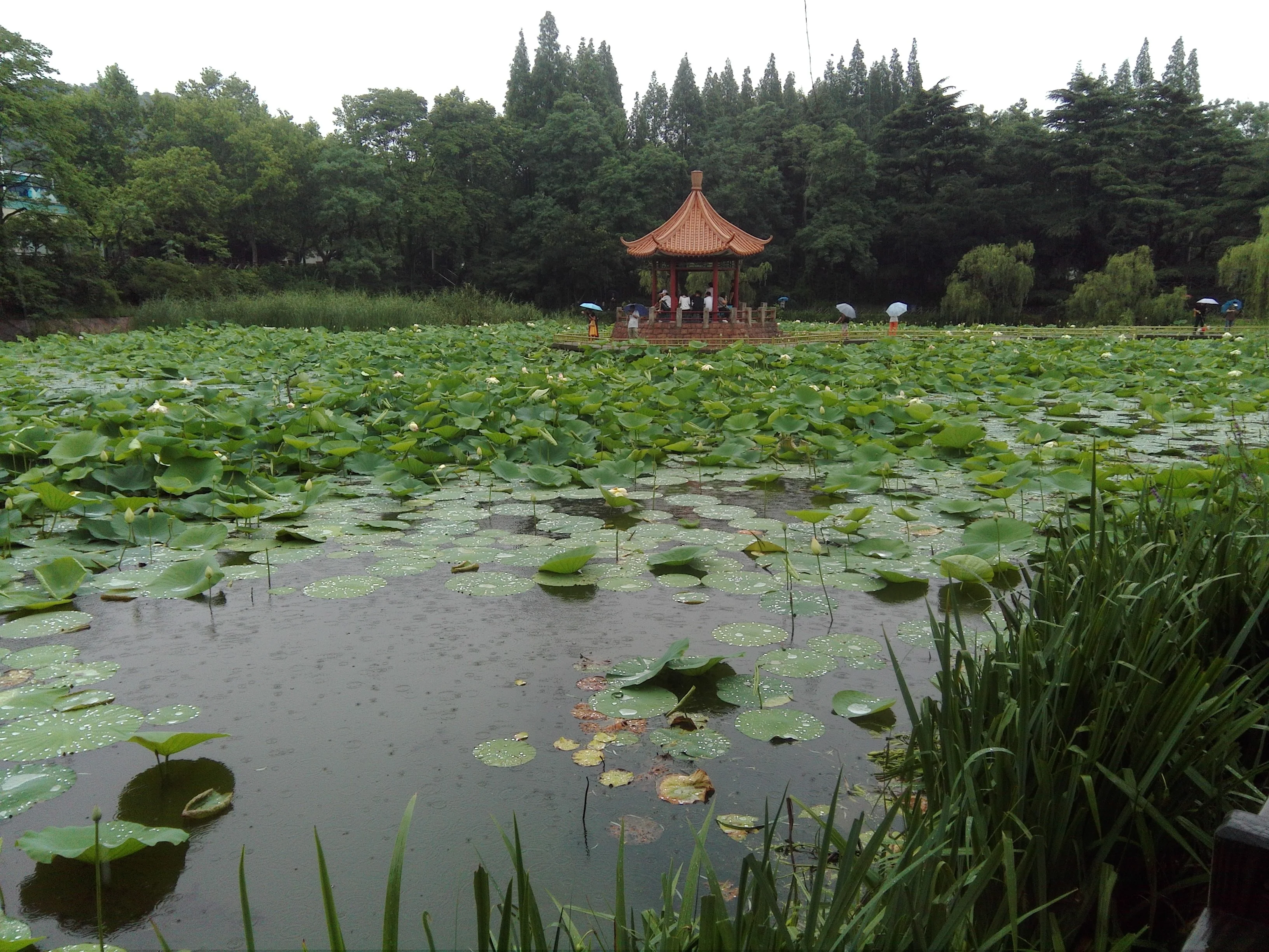 Lilypond in Zhongshan Park.webp