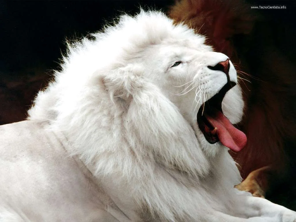 lion-9.webp