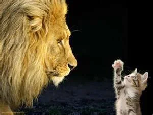 lion and kittie.webp