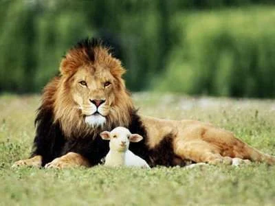 lion+and+lamb.webp