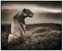 lion bw.webp