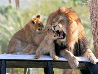 lion-cub-playing-bite-345ds010410.webp