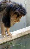 lion fishing.webp