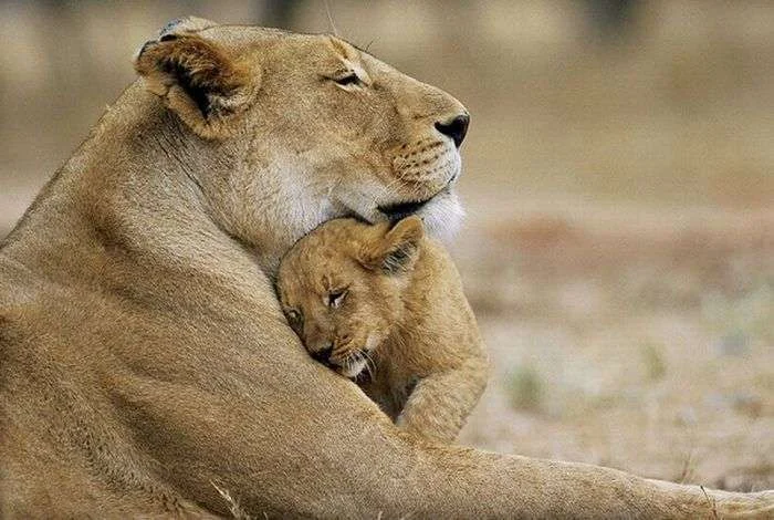 lion-hug.webp