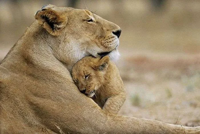 lion-hug.webp