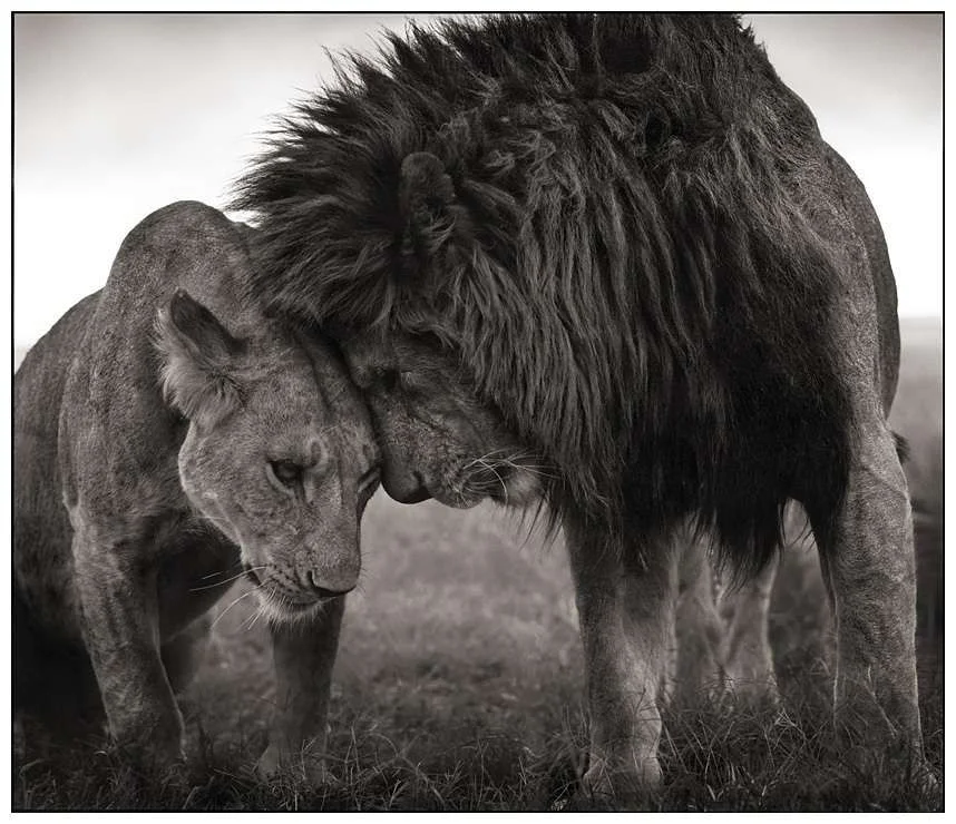 Lion-Love-lions-12265175-858-740.webp