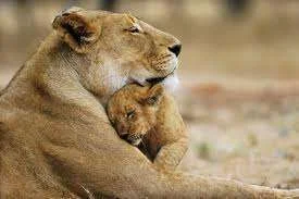 Lion mother love.webp