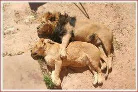 Lion spooning.webp