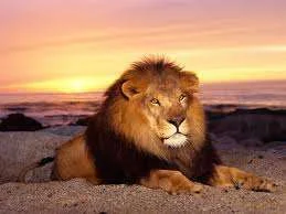 Lion sunset.webp