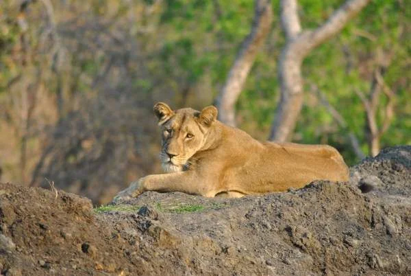 Lion.webp